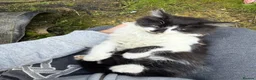 Mixed Breed cats for sale: 3 Beautiful Kittens for Sale - Advert 11