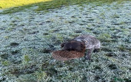 German Wirehaired Pointer dogs for sale: German wired haired stunning pointer pups  in Preston - Image 26