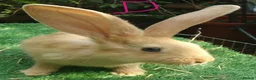 Continental Giant rabbits for sale: PURE Continental Giants VACCINATED 3 IN 1 RESERVE  - Advert 4