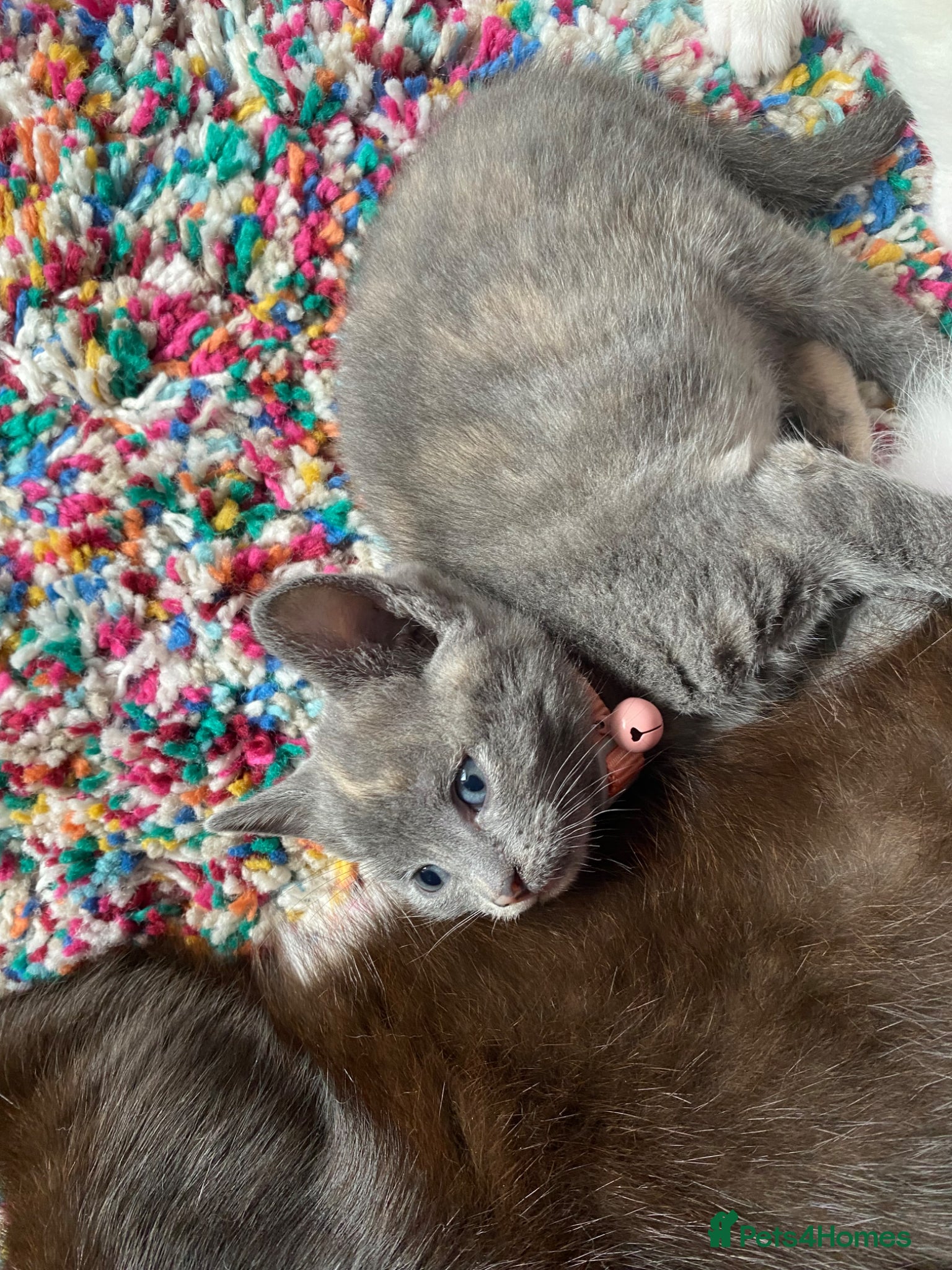 Domestic Shorthair cats for sale: Beautiful grey, grey/ginger & grey/white kittens - Advert 5