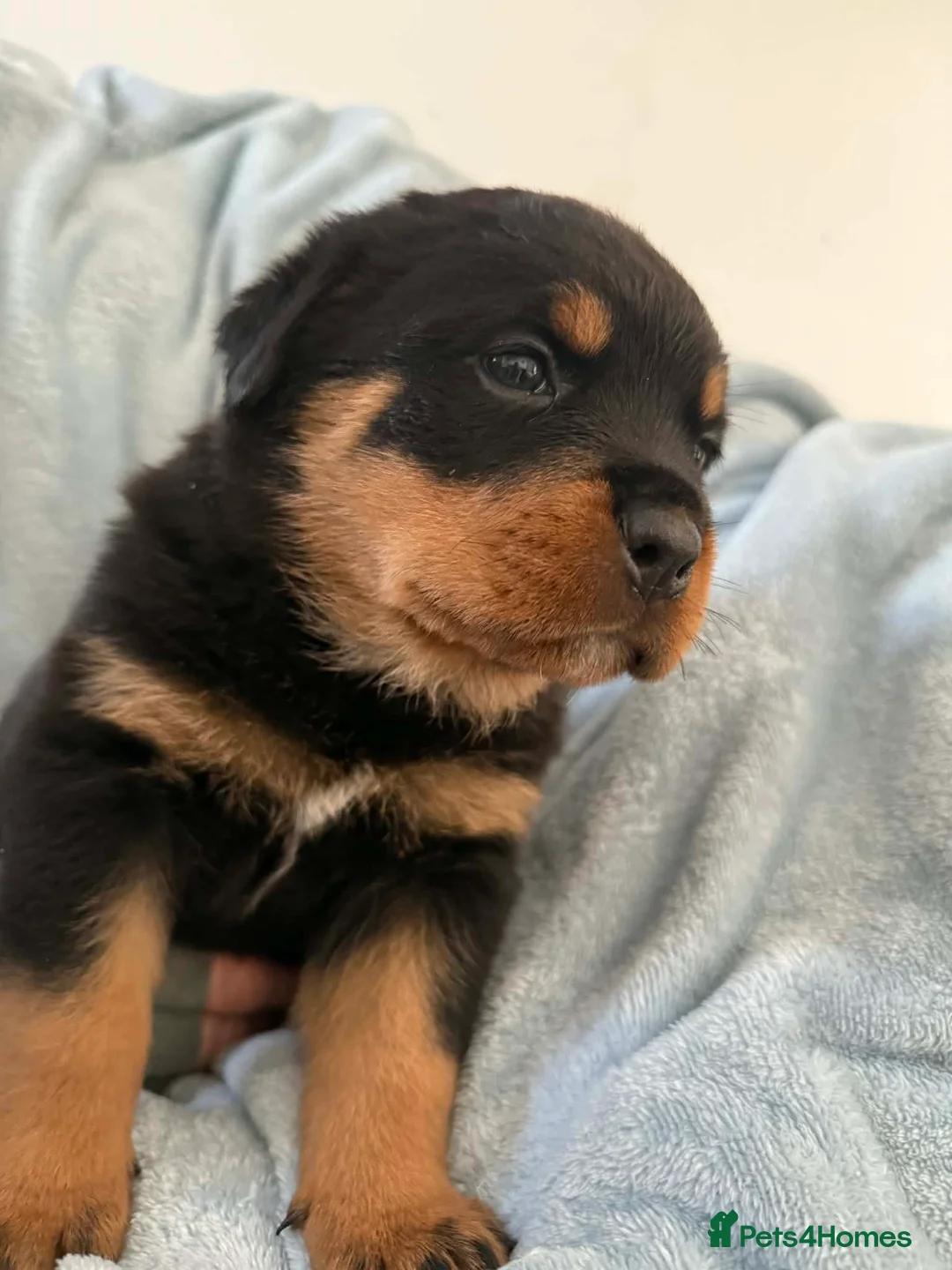 Rottweiler dogs for sale: Rottweiler puppies in Liskeard - Advert 10