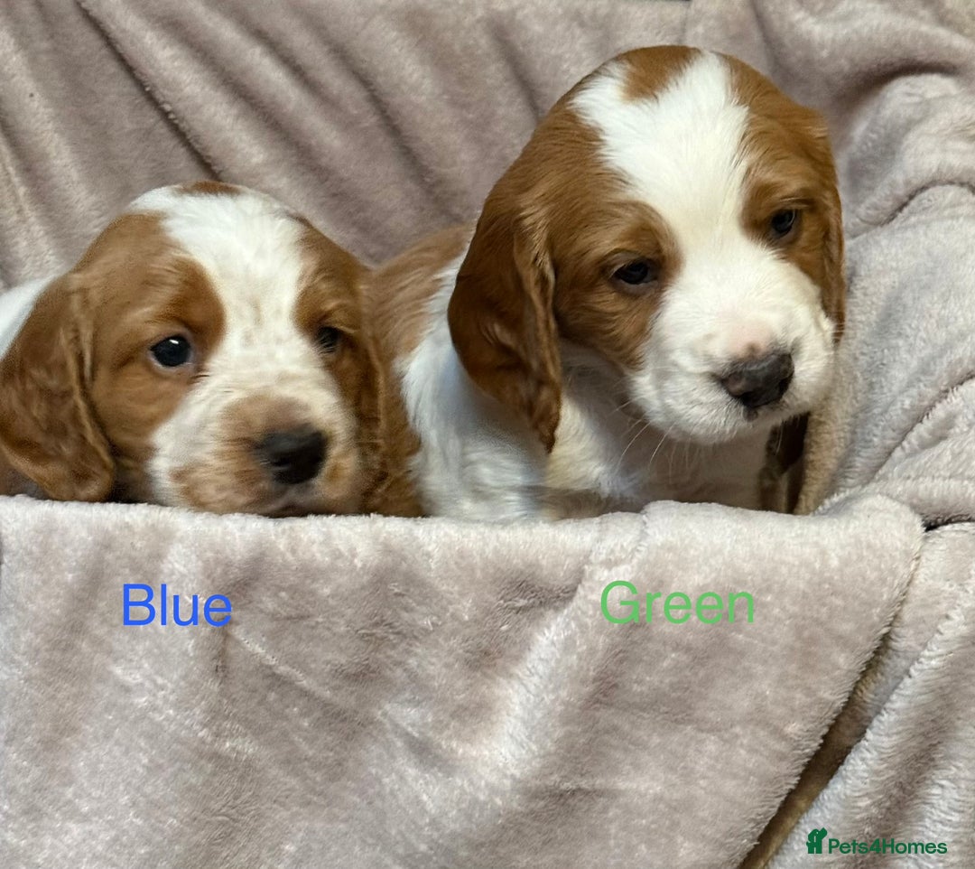 Sprocker dogs for sale: Adorable sprocker spaniel puppies - Advert 2
