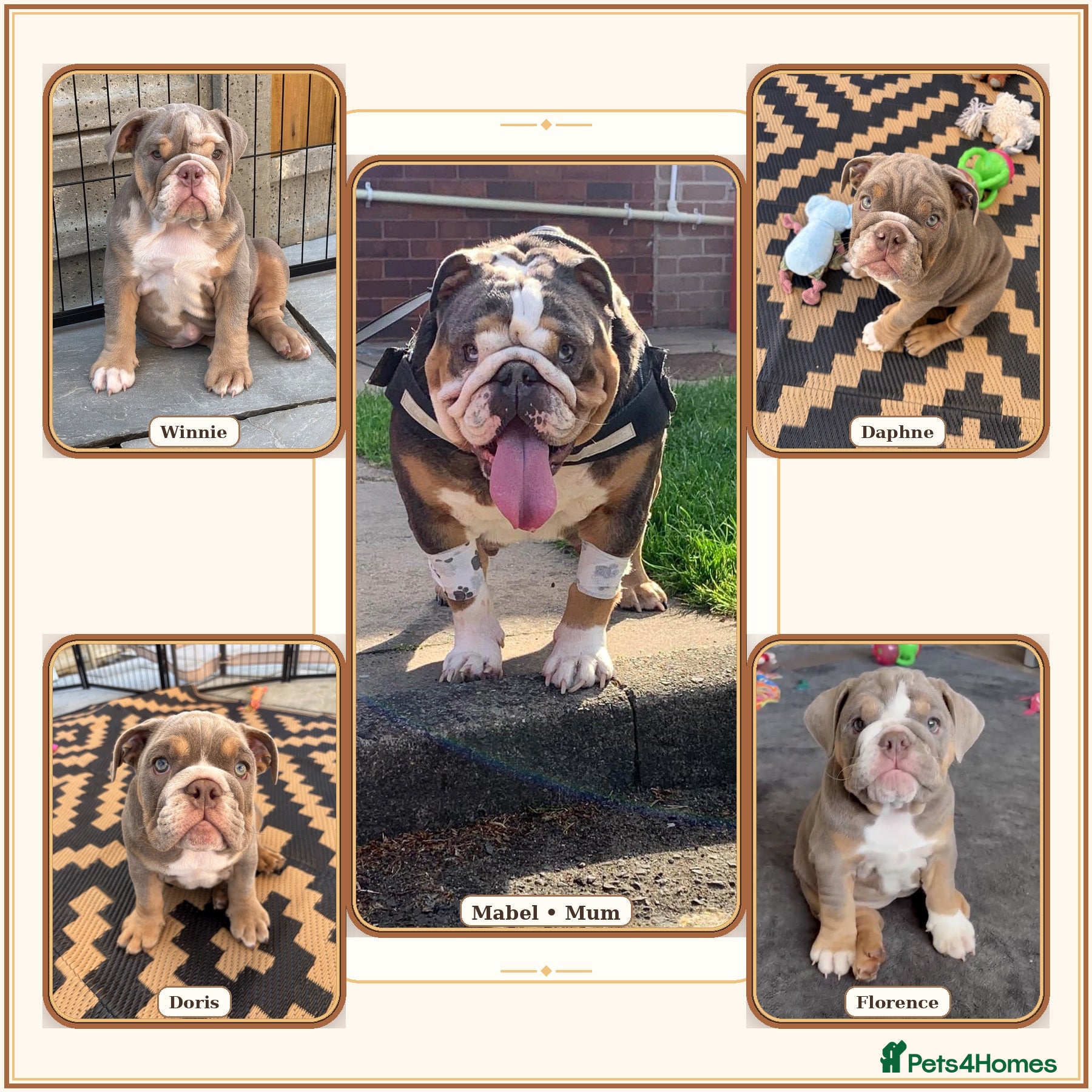 English Bulldog dogs *REDUCED READY TO GO NOW* English Bulldog Puppies  - Advert 1