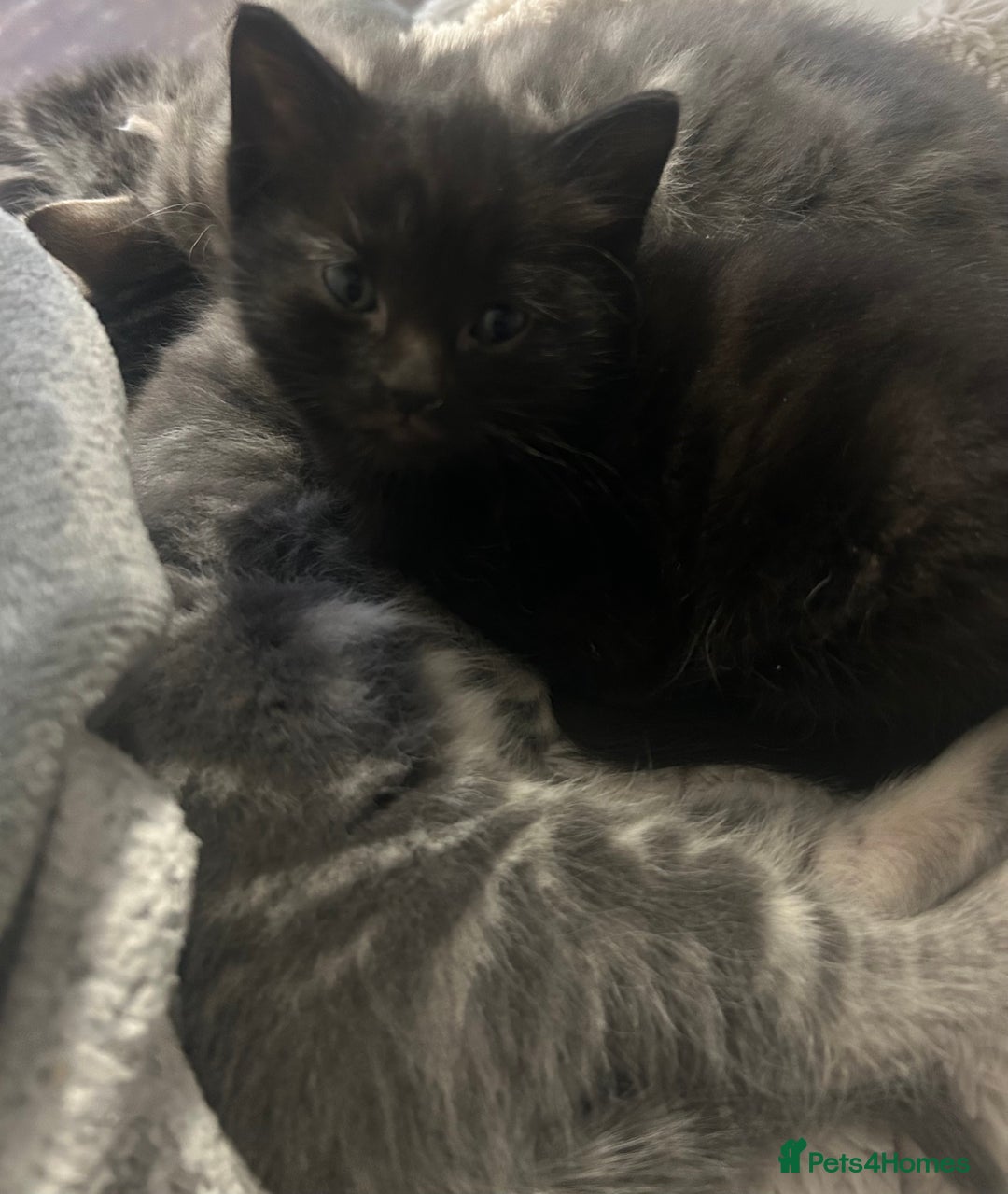 Mixed Breed cats for sale: Last fur baby!  - Advert 1