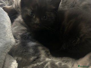 Mixed Breed cats Last fur baby! - Advert 1
