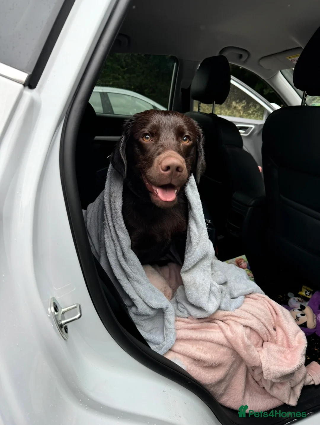 Labrador Retriever dogs for sale: Chocolate Labrador for Rehoming - Advert 2