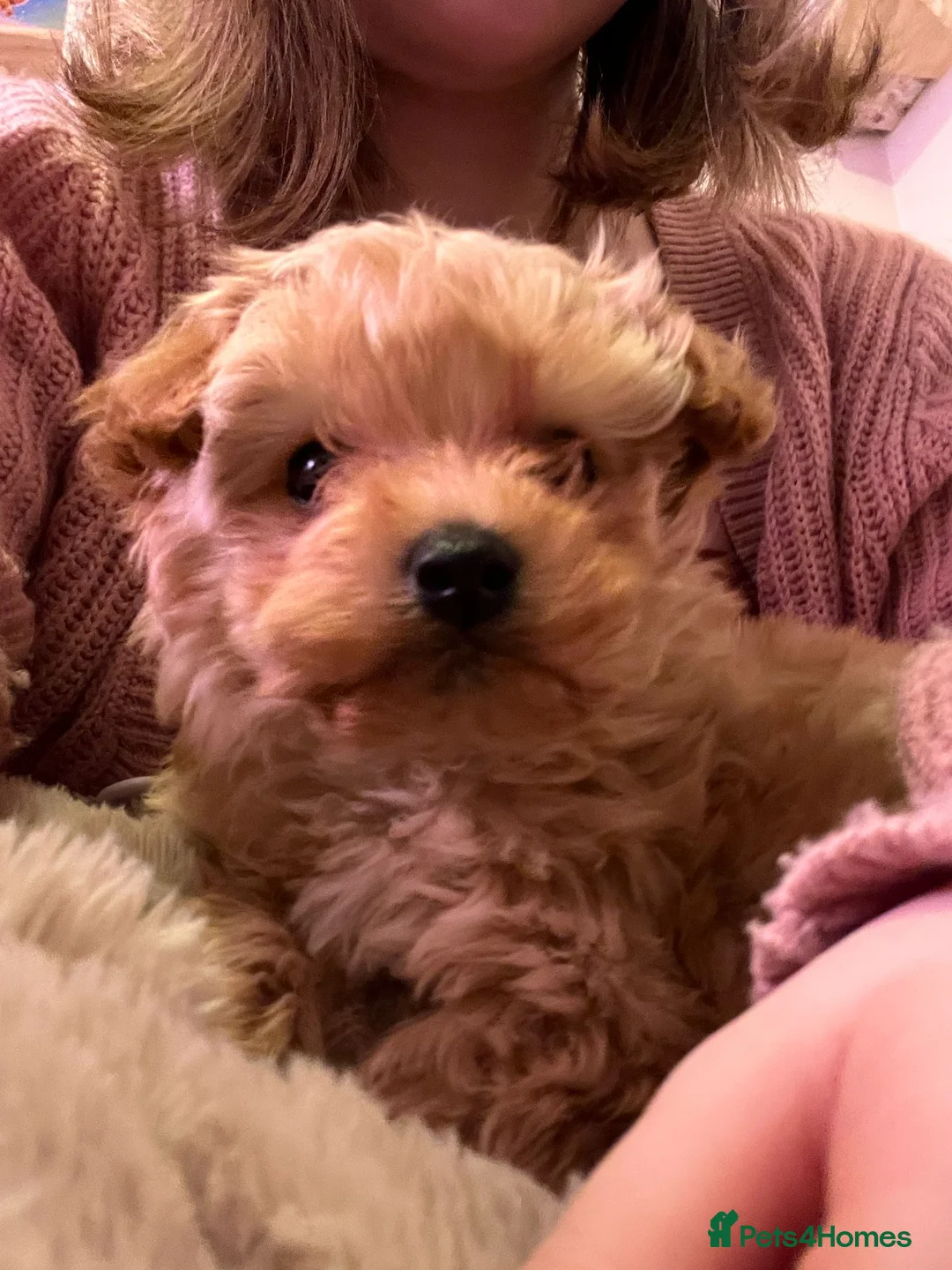 Maltipoo dogs for sale: Gorgeous apricot female maltipoo in Exmouth - Advert 3