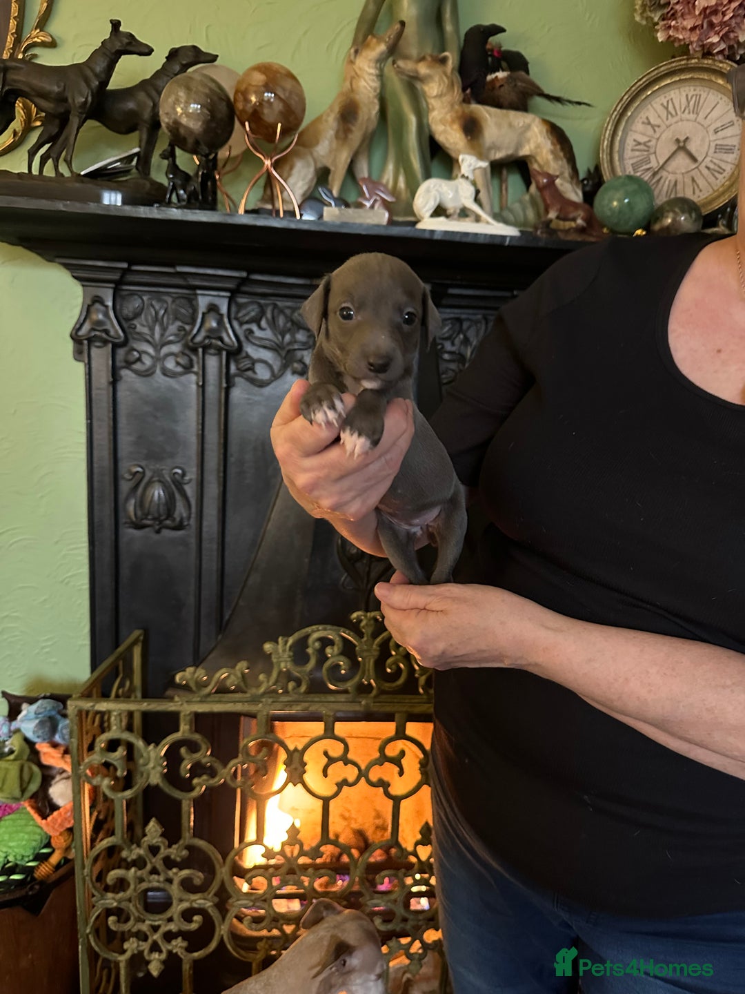 Mixed Breed dogs for sale: Whippet x Italian Greyhound Pups - Advert 34