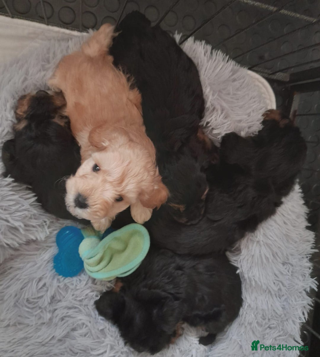 Mixed Breed dogs for sale: Adorable Scnoodle Puppies  - Image 6
