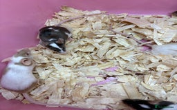 Mouse rodents for sale: Friendly, colourful baby mice  - Image 9