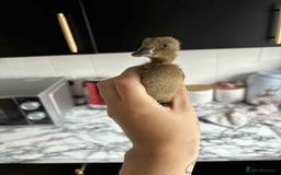 Ducks poultry for sale: Ducklings for sale - Image 1