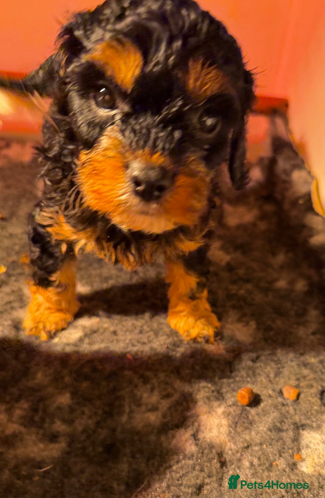 Cavapoo dogs for sale: Ready to leave! Top Class Cavapoo puppies.  - Advert 19
