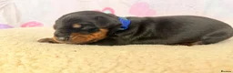 Dobermann dogs for sale: Exclusive Pedigree Dobermann Puppies.  - Advert 11