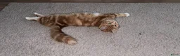 Domestic Shorthair cats for sale: Ginger longhair kitten - Advert 1