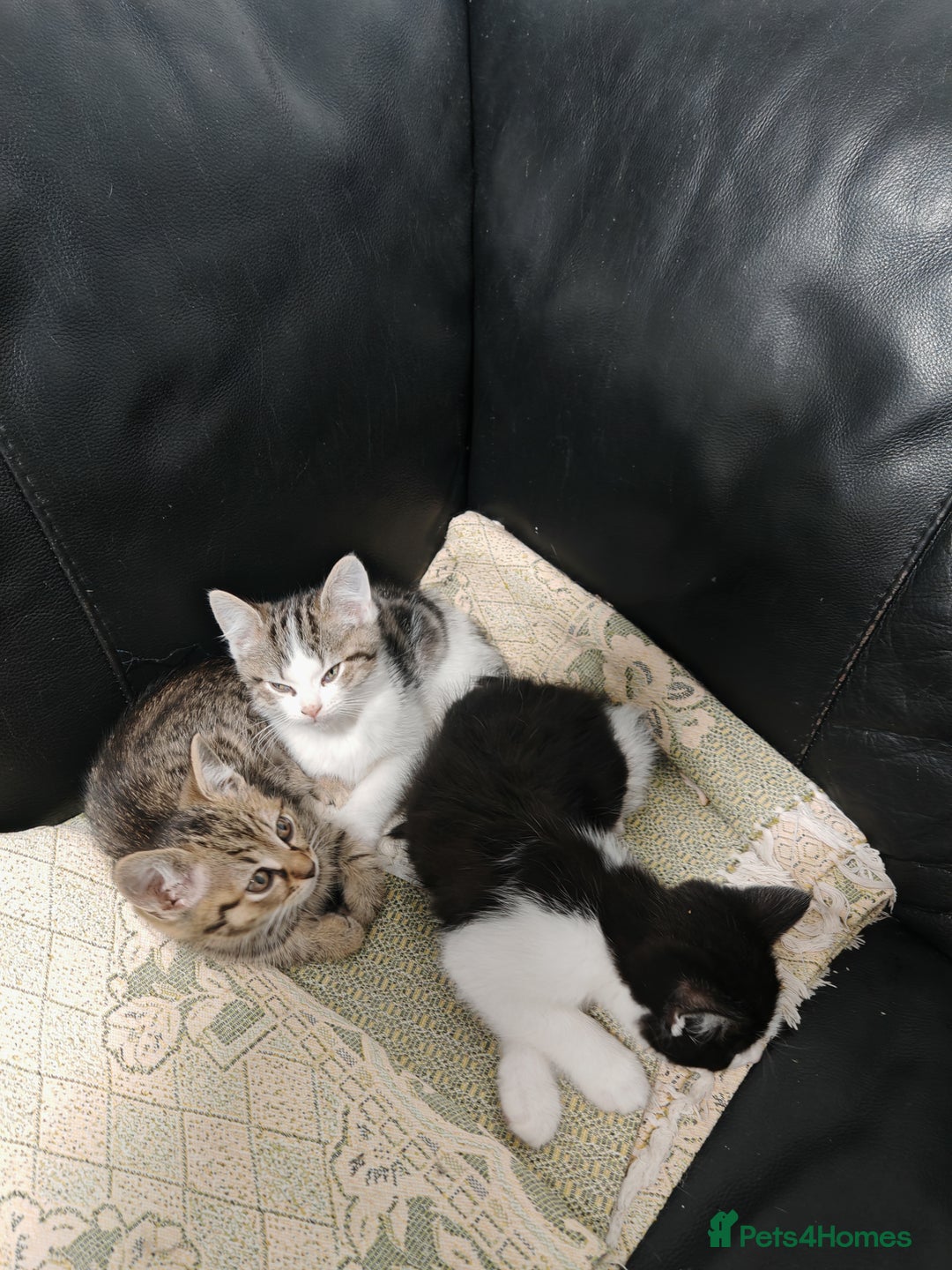 Mixed Breed cats for sale: Kittens for sale!  - Advert 2