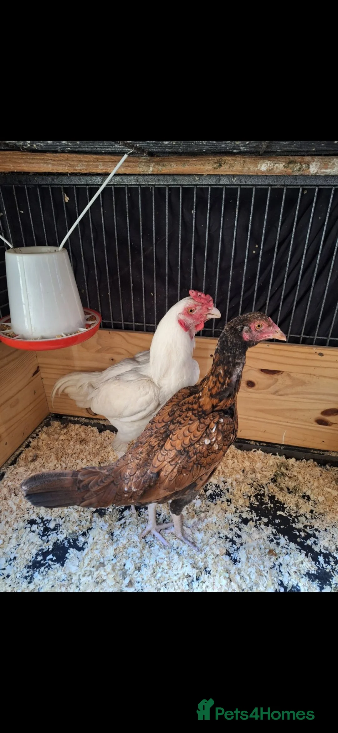 Chickens poultry for sale: Fighting Aseel  in Halifax - Advert 1