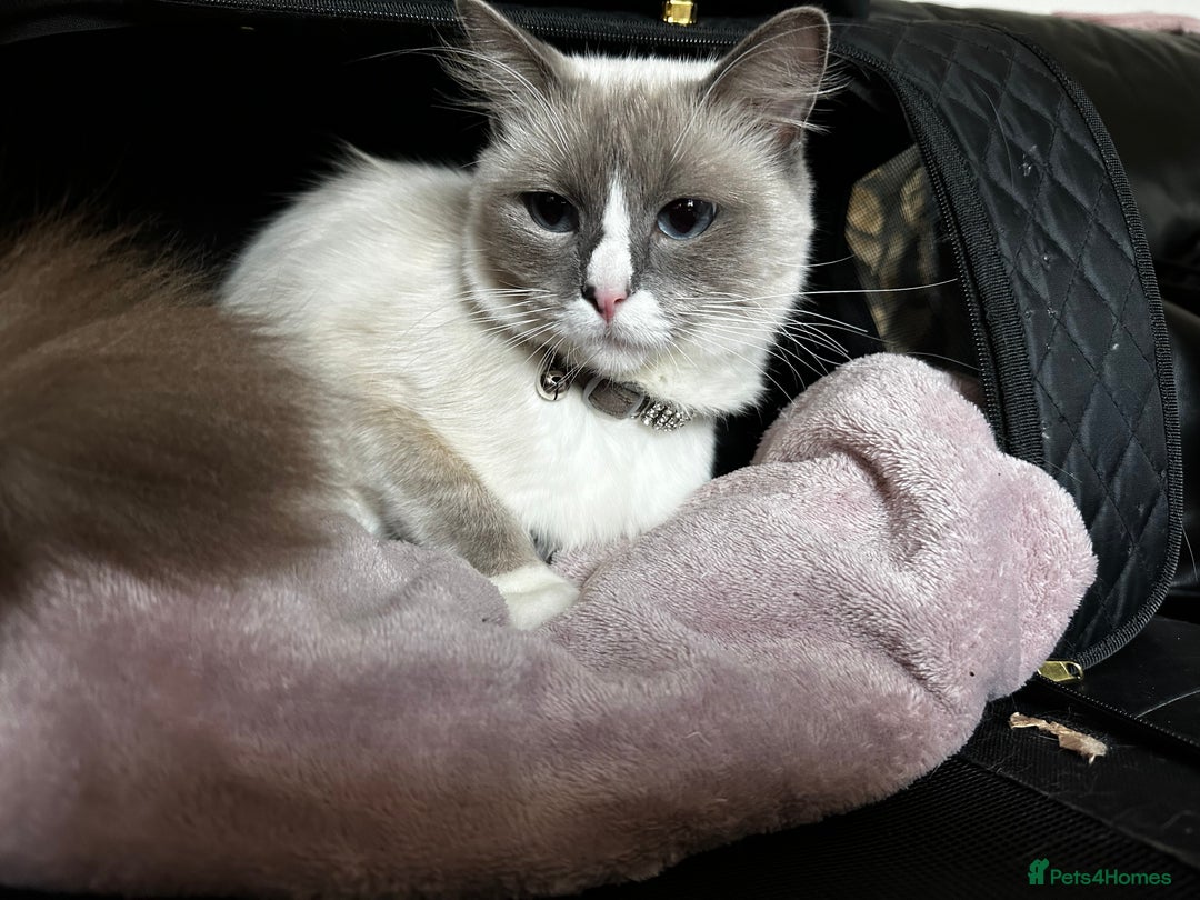 Ragdoll cats for sale: Purebred blaze point Ragdoll girl - Image 5