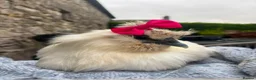 Chickens poultry for sale: 3 beautiful female silkies  - Advert 27