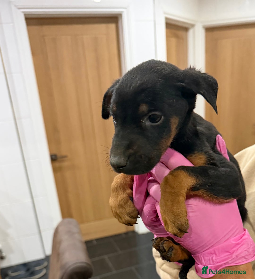 Mixed Breed dogs for sale: Doberman X puppies for sale  - Advert 20