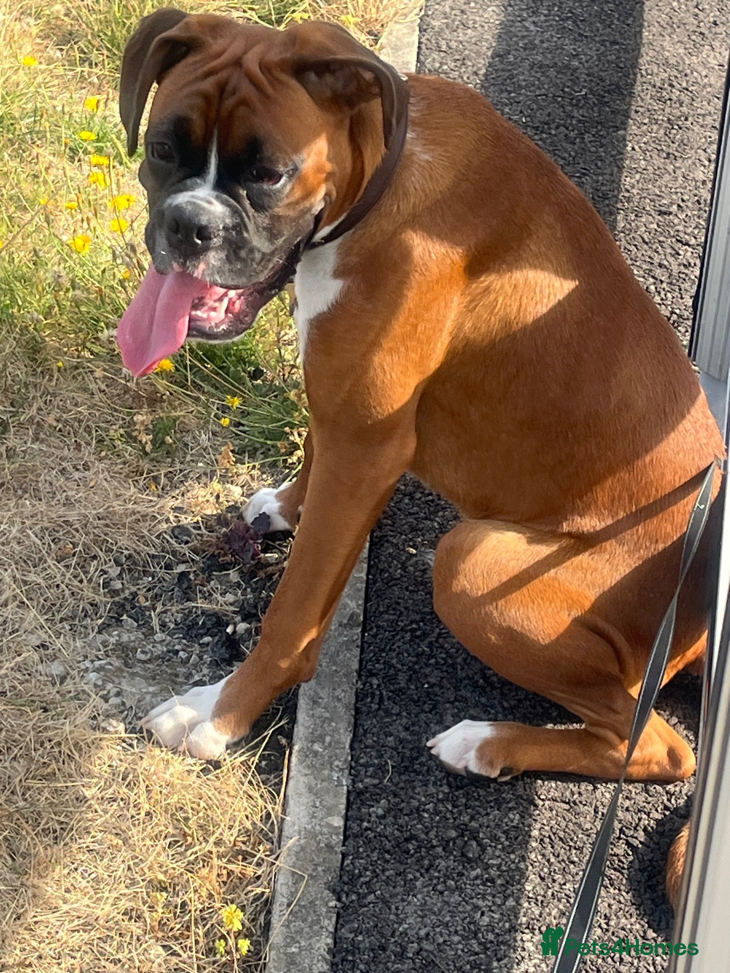 Boxer dogs Full pedigree boxer approximately 8 months.  - Advert 1