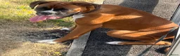 Boxer dogs for sale: Full pedigree boxer approximately 8 months.  - Advert 1