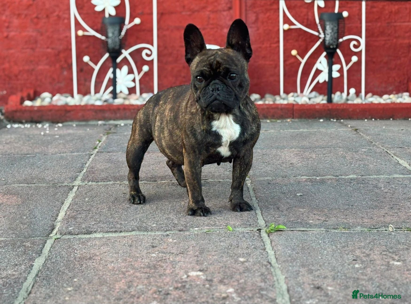 French Bulldog dogs Female French Bulldog - Advert 12