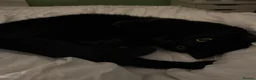 Ragdoll cats for sale: 2 cats (bonded) - Advert 8