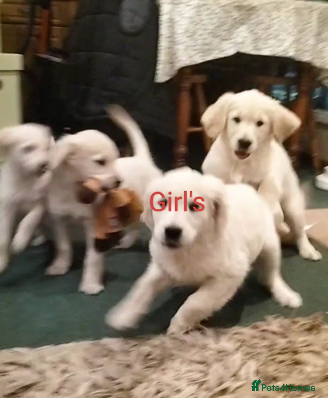 Golden Retriever dogs for sale: GOLDEN RETRIEVER PUPS - Advert 1