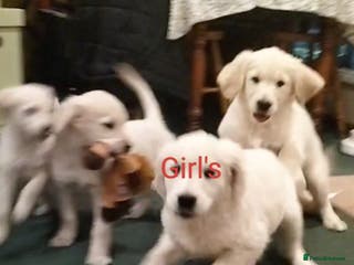 Golden Retriever dogs GOLDEN RETRIEVER PUPS - Advert 5