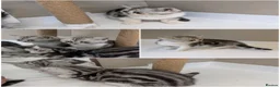 British Shorthair cats for sale: 🩷Stunning and Cuddly Pedigree Silver Tabbies🩷 - Advert 4