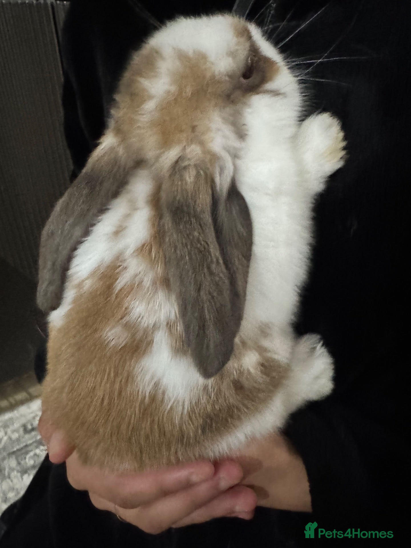 Mixed Breed rabbits Bunnies for sale - Advert 1