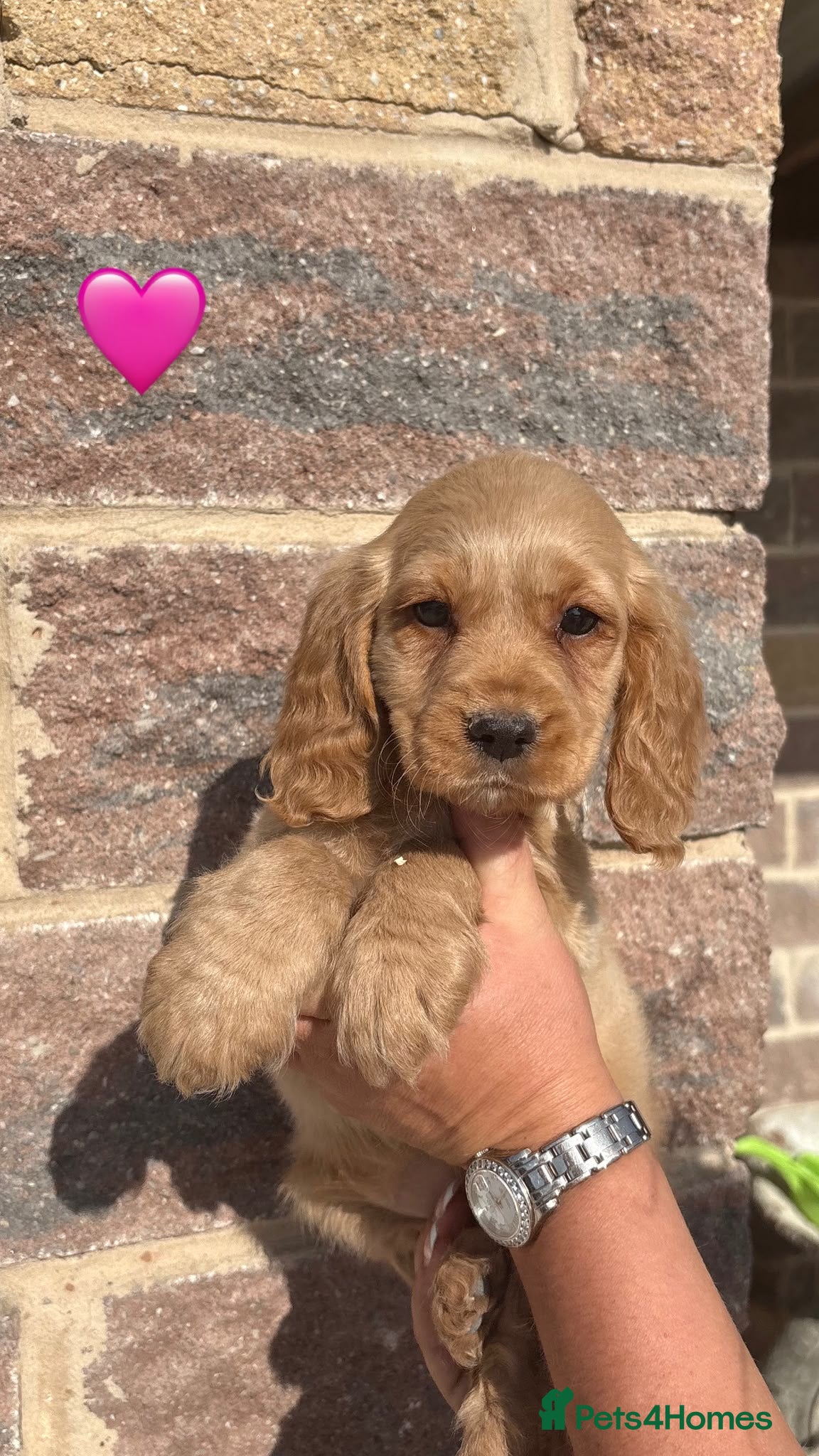 Cocker Spaniel dogs Working cocker spaniels  - Advert 1