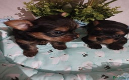 Yorkshire Terrier dogs for sale: 💝💝Beautiful miniature babies 💝💝 - Image 30