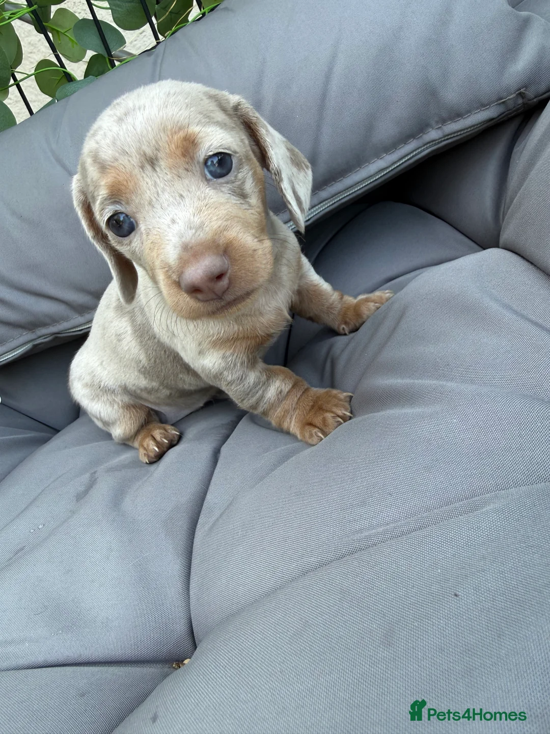 Miniature Dachshund dogs for sale: Beautiful Miniature Dachshund litter  - Advert 2