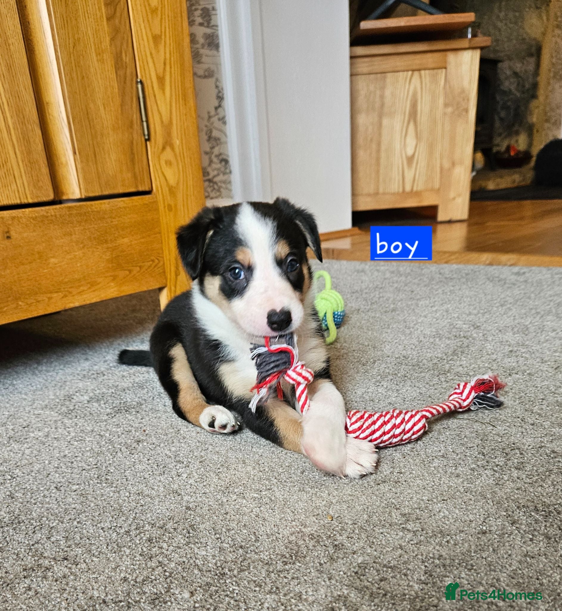 Border Collie dogs 🔥Unique tri border collie pups 🔥 - Advert 2