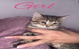 Mixed Breed cats for sale: 2 kittens for sale - Image 4
