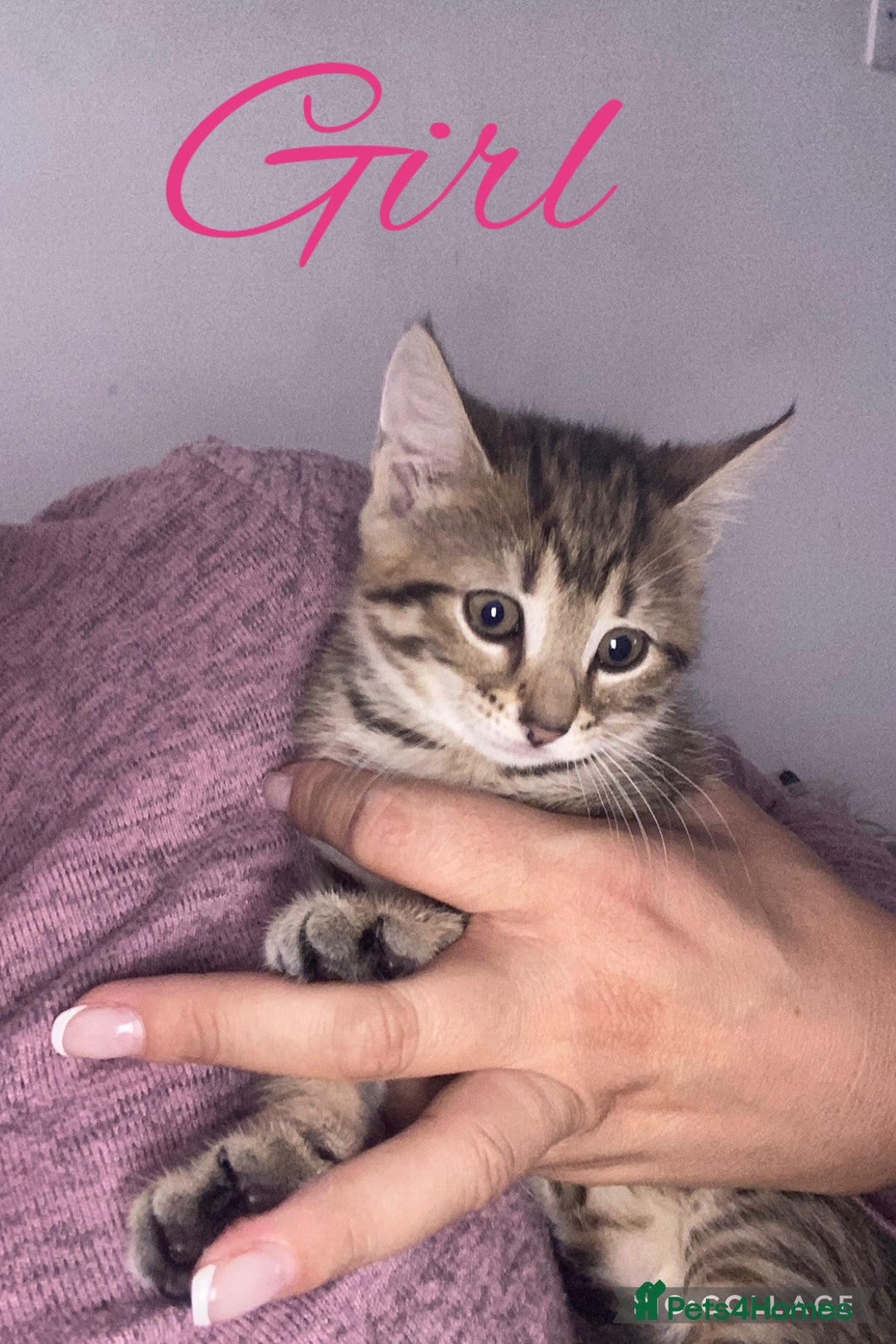 Mixed Breed cats for sale: 2 kittens for sale - Image 4