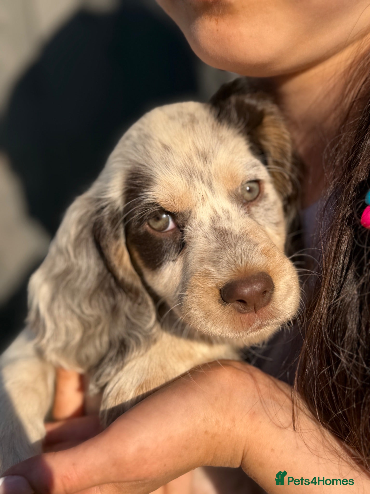 Sprocker dogs 🐾 READY TO LEAVE 🐾 - Advert 2