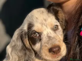 Sprocker dogs 🐾 READY TO LEAVE 🐾 - Advert 2