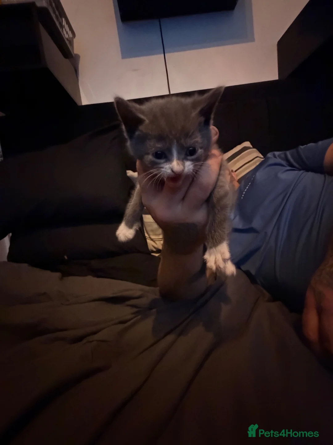Brazilian Shorthair cats for sale: Half British short hair  - Advert 2