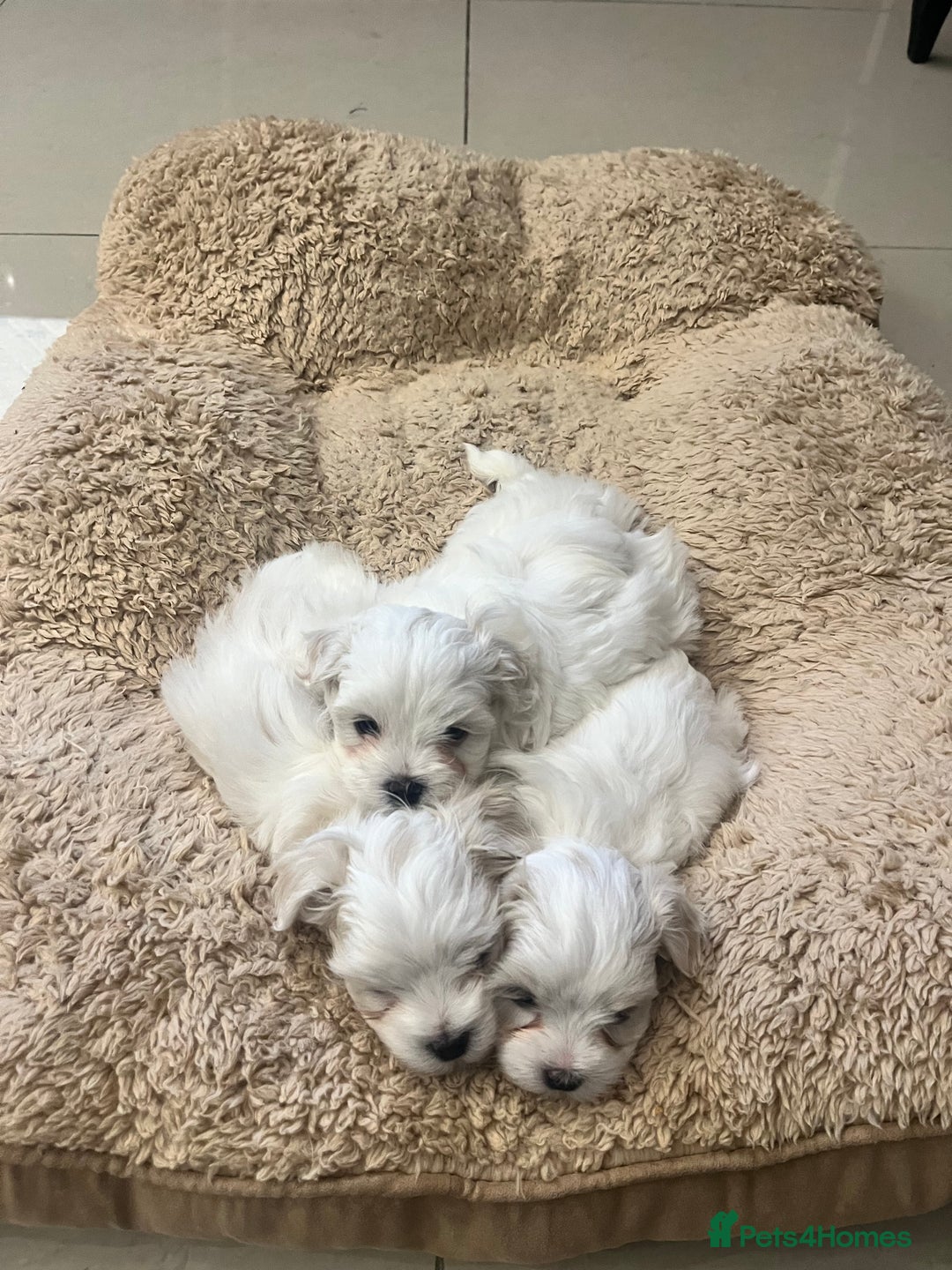 Maltese dogs for sale: Maltese puppies  - Advert 1