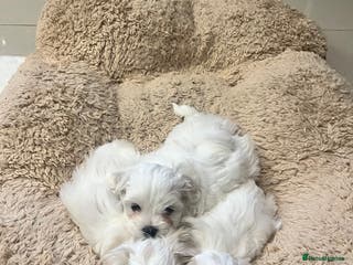 Maltese dogs Maltese puppies - Advert 1
