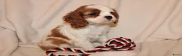 Cavalier King Charles Spaniel dogs for sale: Gorgeous Cavalier King Charles Spaniel puppies - Advert 18