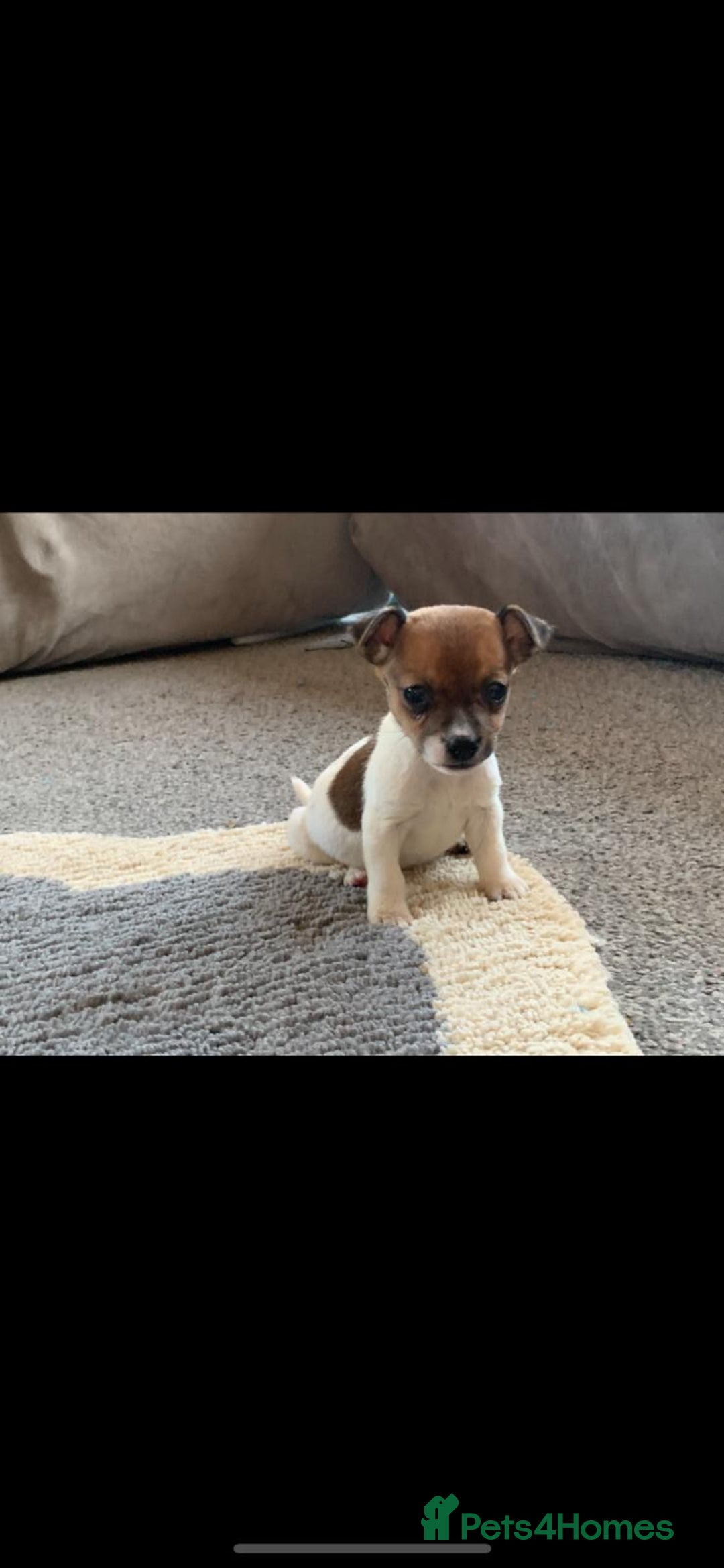 Jack Russell dogs for stud: Proven Jack Russell stud 2x ties  - Advert 5