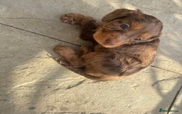 Cockapoo dogs for sale: Merle, Tri& Chocolate f2 Cockapoos (8boys 3girls!) - Image 29