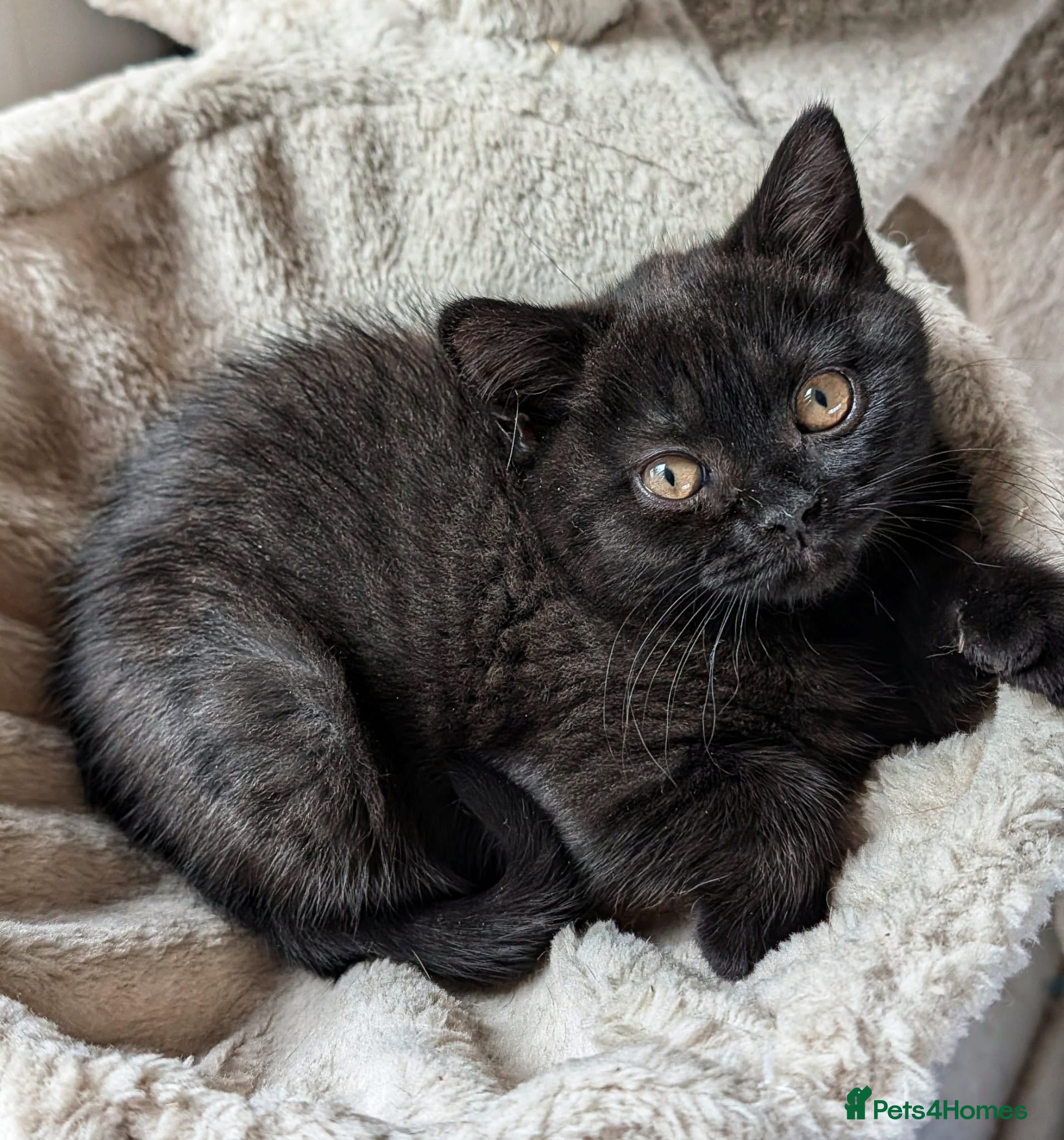 British Shorthair cats Beautiful British Shorthair kittens - parents GCCF - Advert 1