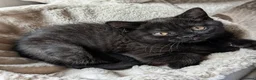 British Shorthair cats for sale: Beautiful British Shorthair kittens - parents GCCF - Advert 2