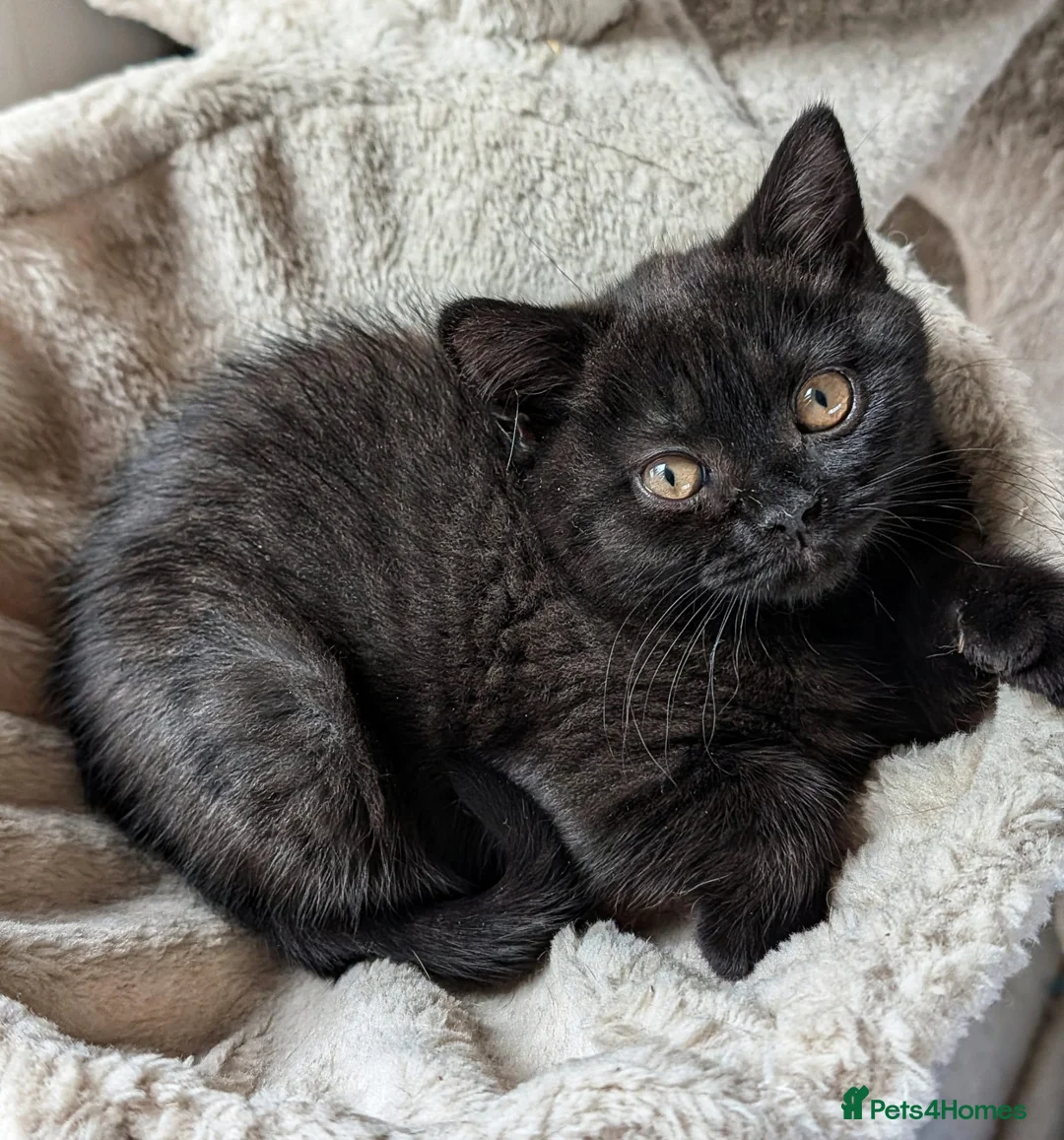 British Shorthair cats for sale: Beautiful British Shorthair kittens - parents GCCF - Advert 2