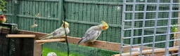 Cockatiels birds for sale: Birds  - Advert 8