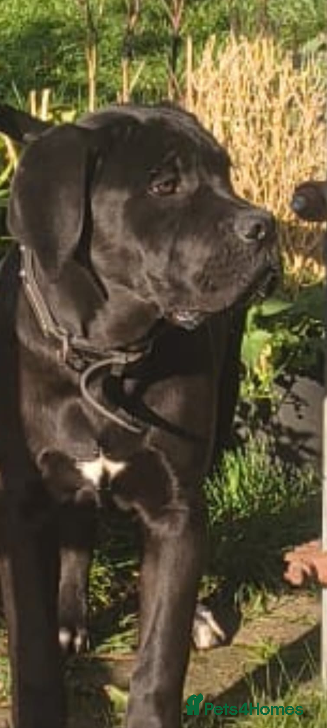 Mixed Breed dogs for sale: Harlequin cane corso X American bulldogge - Advert 5